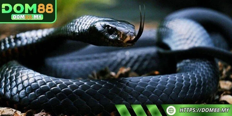 Kinh nghiệm để áp dụng giấc mơ với những con số may mắn