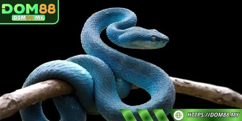 Tìm hiểu về ý nghĩa khi nằm mơ thấy rắn cần biết