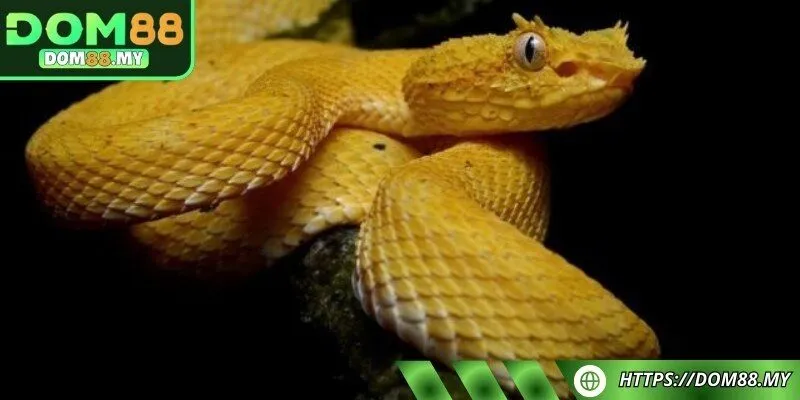 Khi nằm mơ thấy rắn vàng đánh ngay con 09 hoặc 59