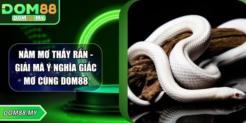 Nằm Mơ Thấy Rắn - Giải Mã Ý Nghĩa Giấc Mơ Cùng DOM88